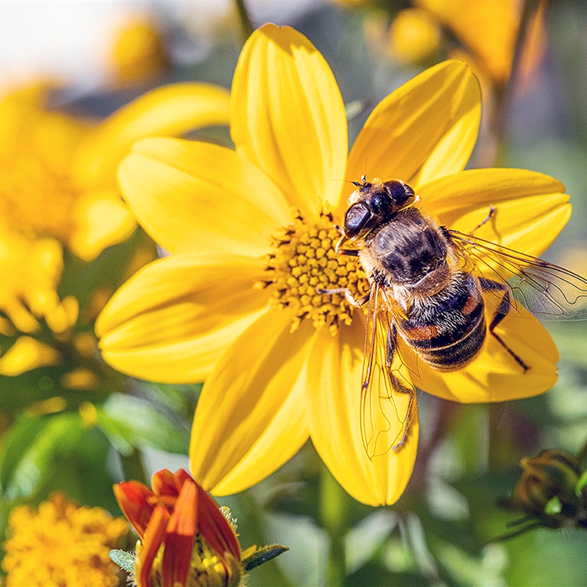 Bienenfreundliche Pflanzen - Pflanzen Breuer