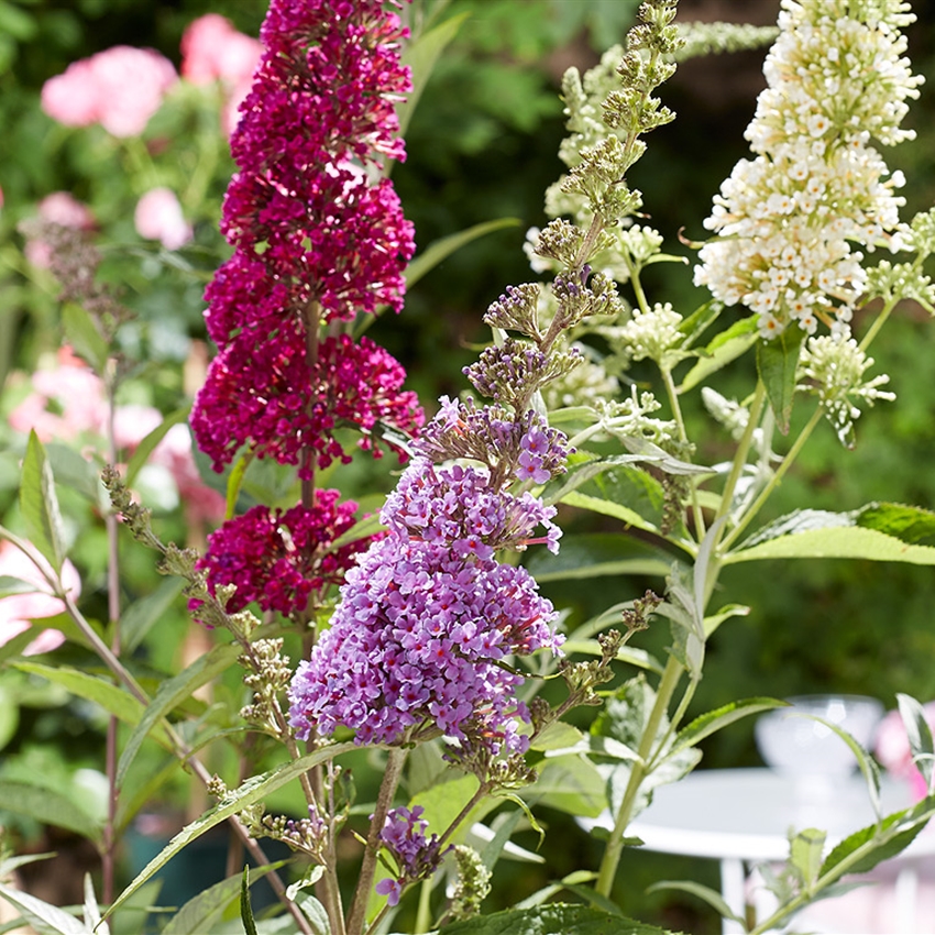 Bienenfreundliche Pflanzen - Pflanzen Breuer