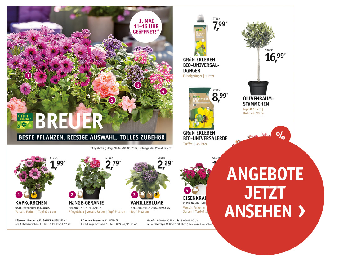 Angebote Pflanzen Breuer