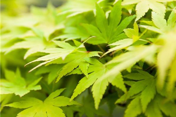 Baumschule Baumschule