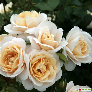 ROSEN FüR DIE RABATTE ROSEN FüR DIE RABATTE