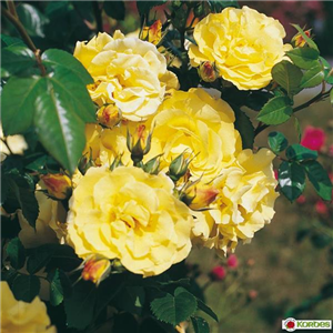 ROSEN FüR DIE RABATTE ROSEN FüR DIE RABATTE