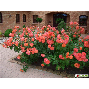 ROSEN FüR DIE RABATTE ROSEN FüR DIE RABATTE