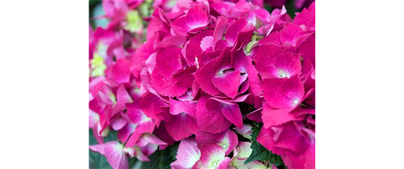 PFLANZE DES MONATS MÄRZ: ZIMMER-HORTENSIE