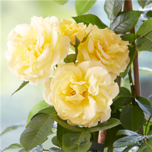 AUF ROSEN GEBETTET! AUF ROSEN GEBETTET!