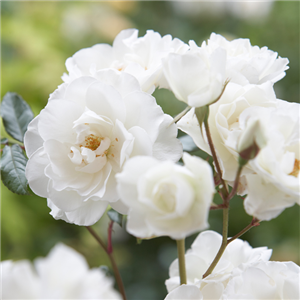 AUF ROSEN GEBETTET! AUF ROSEN GEBETTET!