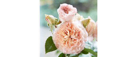 AUF ROSEN GEBETTET! AUF ROSEN GEBETTET!