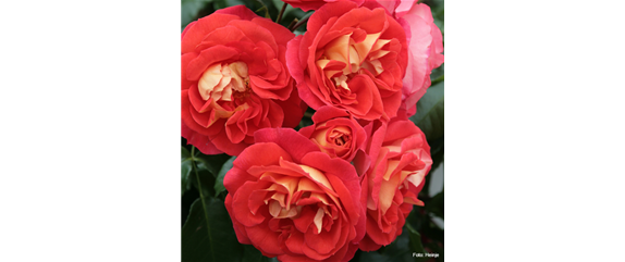 AUF ROSEN GEBETTET! AUF ROSEN GEBETTET!