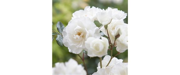 AUF ROSEN GEBETTET! AUF ROSEN GEBETTET!