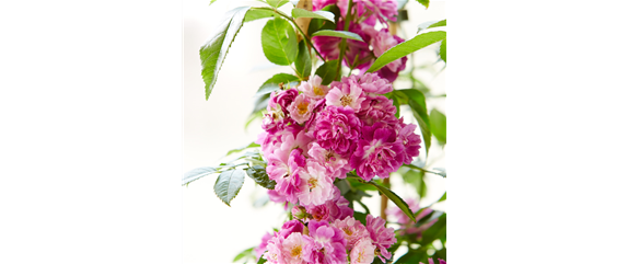 AUF ROSEN GEBETTET! AUF ROSEN GEBETTET!