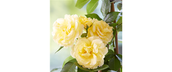 AUF ROSEN GEBETTET! AUF ROSEN GEBETTET!