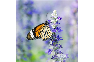 NEKTAR-GARTEN! NEKTAR-GARTEN!