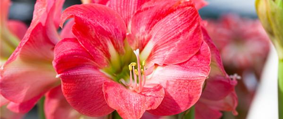 AMARYLLIS AMARYLLIS