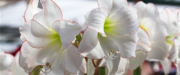 AMARYLLIS AMARYLLIS