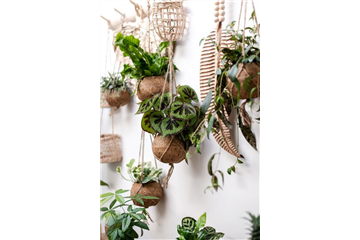 HäNGENDE ZIMMERPFLANZEN!