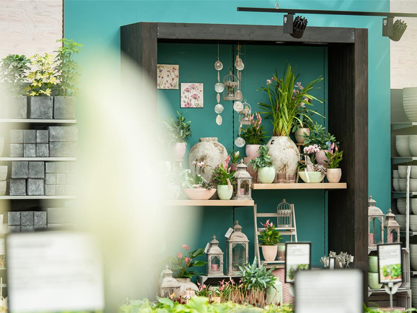 Zimmerpflanzen kaufen im Gartencenter nahe Bonn & Kln