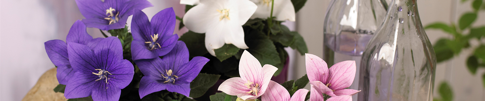 GROßBLüTIGE BALLONBLUME