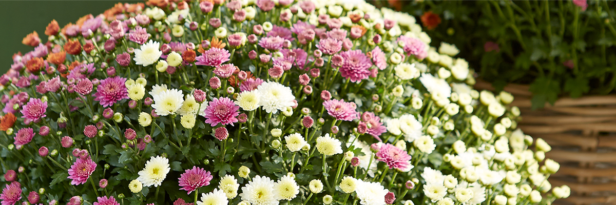 GARTENCHRYSANTHEME