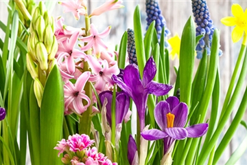 Beet & Balkonpflanzen