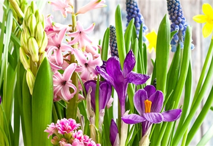 Beet & Balkonpflanzen