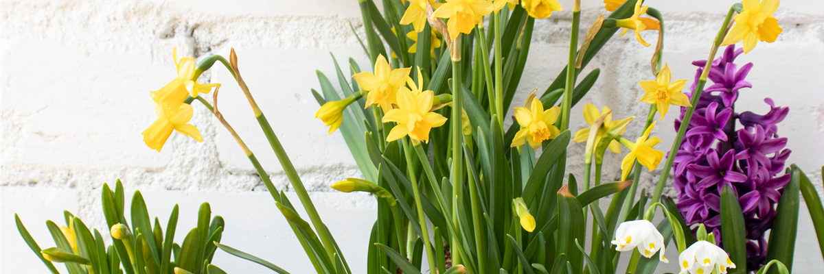 FRüHLINGSGEFüHLE AUS DER ZWIEBEL!