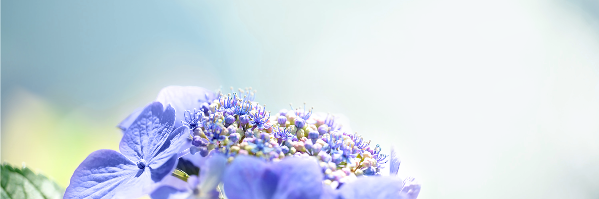 Hortensie