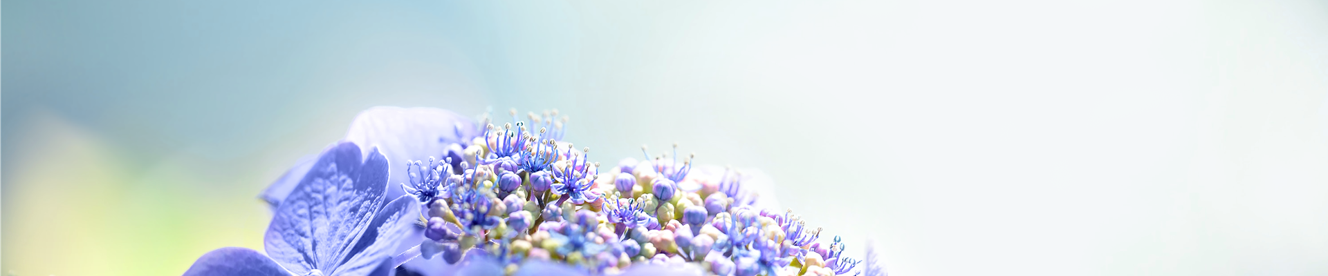Hortensie