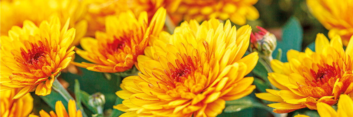 Chrysantheme