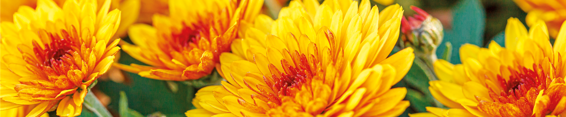 Chrysantheme