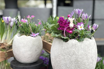 Blühende Geschenke Blühende Geschenke