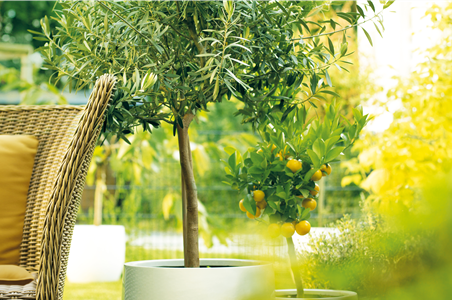 GARTEN DES SüDENS! 