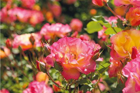 Pflanze des Monats Juli: ROSE