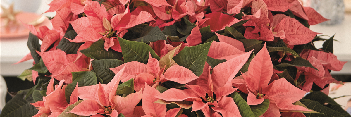 KLASSISCHE WEIHNACHTEN!