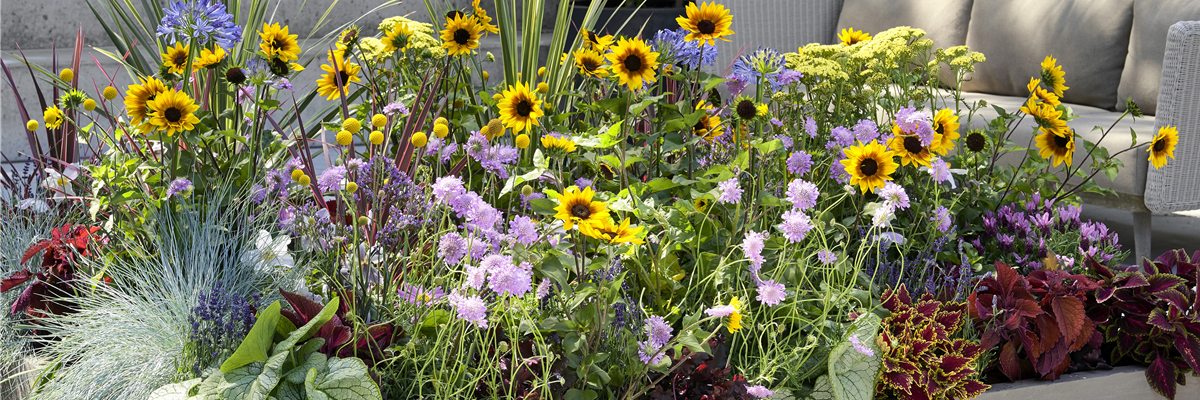 VOLLE BLüTE SOMMER! 