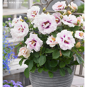 INSEKTENFREUNDLICHER ROSENGARTEN! INSEKTENFREUNDLICHER ROSENGARTEN!