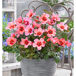 INSEKTENFREUNDLICHER ROSENGARTEN! INSEKTENFREUNDLICHER ROSENGARTEN!