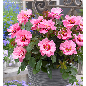 INSEKTENFREUNDLICHER ROSENGARTEN! INSEKTENFREUNDLICHER ROSENGARTEN!