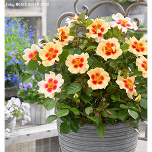 INSEKTENFREUNDLICHER ROSENGARTEN! INSEKTENFREUNDLICHER ROSENGARTEN!