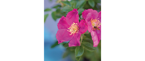 INSEKTENFREUNDLICHER ROSENGARTEN! INSEKTENFREUNDLICHER ROSENGARTEN!