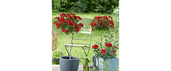 INSEKTENFREUNDLICHER ROSENGARTEN! INSEKTENFREUNDLICHER ROSENGARTEN!