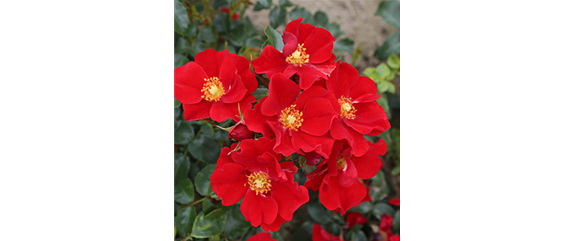 INSEKTENFREUNDLICHER ROSENGARTEN! INSEKTENFREUNDLICHER ROSENGARTEN!