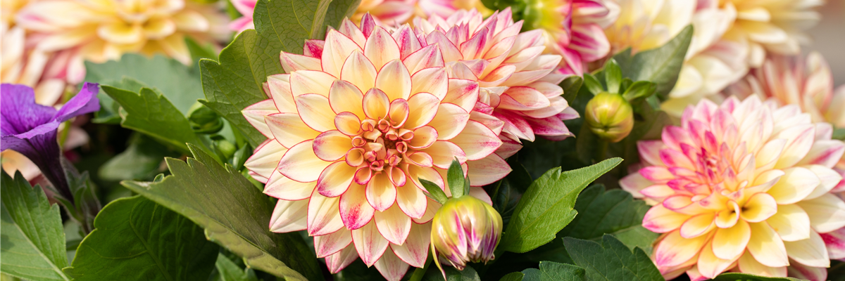 Dahlia Dahlinova Hypnotica® 'Tropical Breeze'