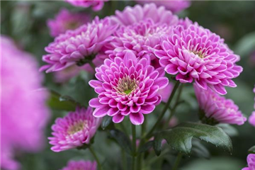 Beet & Balkonpflanzen Beet & Balkonpflanzen