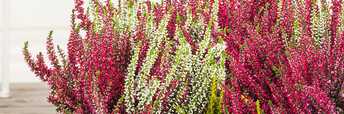 Beet- & Balkonpflanzen Beet- & Balkonpflanzen