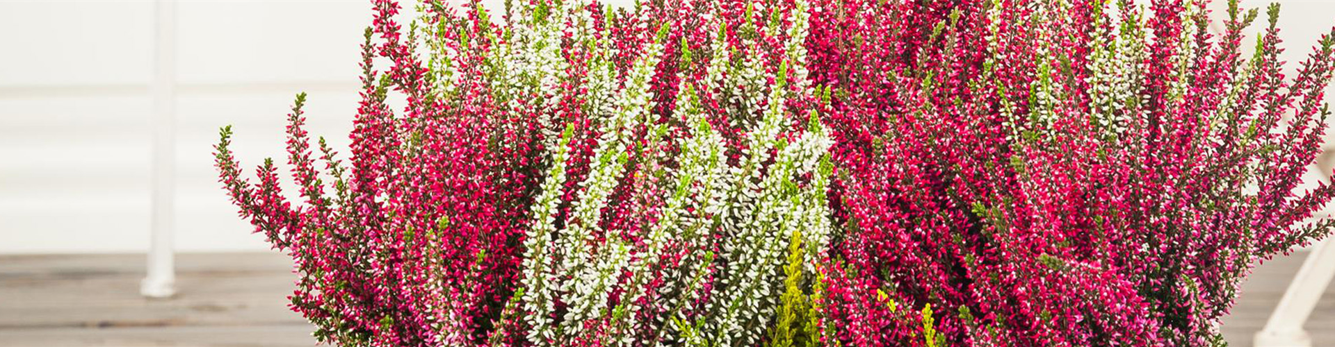 Beet- & Balkonpflanzen