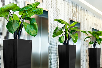 Objektbegrünung Objektbegrünung