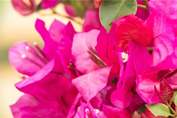 Mediterrane Pflanzen Mediterrane Pflanzen