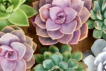 Zimmerpflanzen Zimmerpflanzen