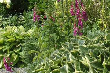 Schattenpflanzen Schattenpflanzen