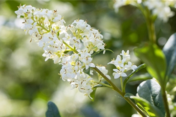 Pflanzen für Trockenheit Pflanzen für Trockenheit